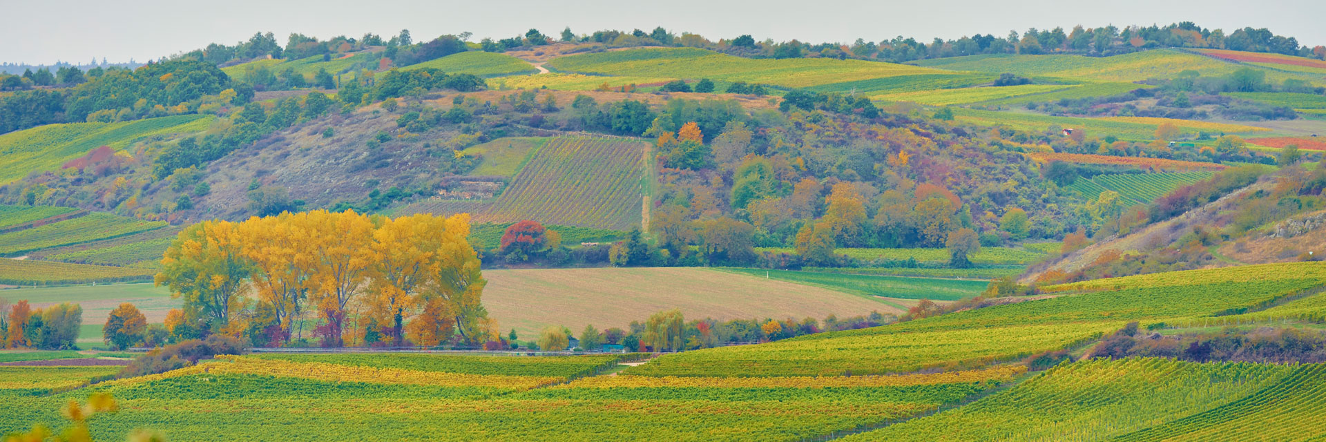slide_weinberg7